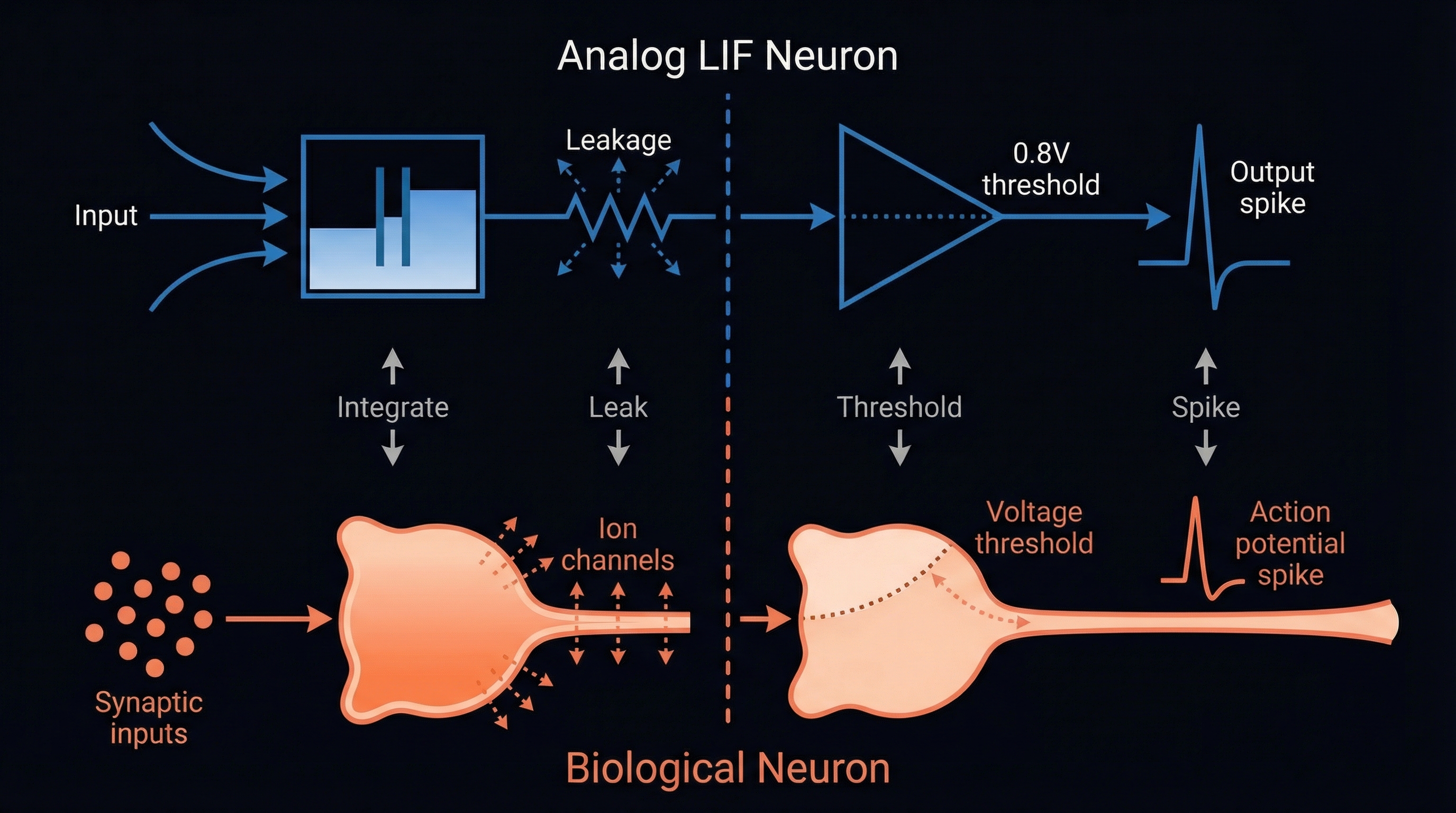 Analog LIF Neuron vs Biological Neuron